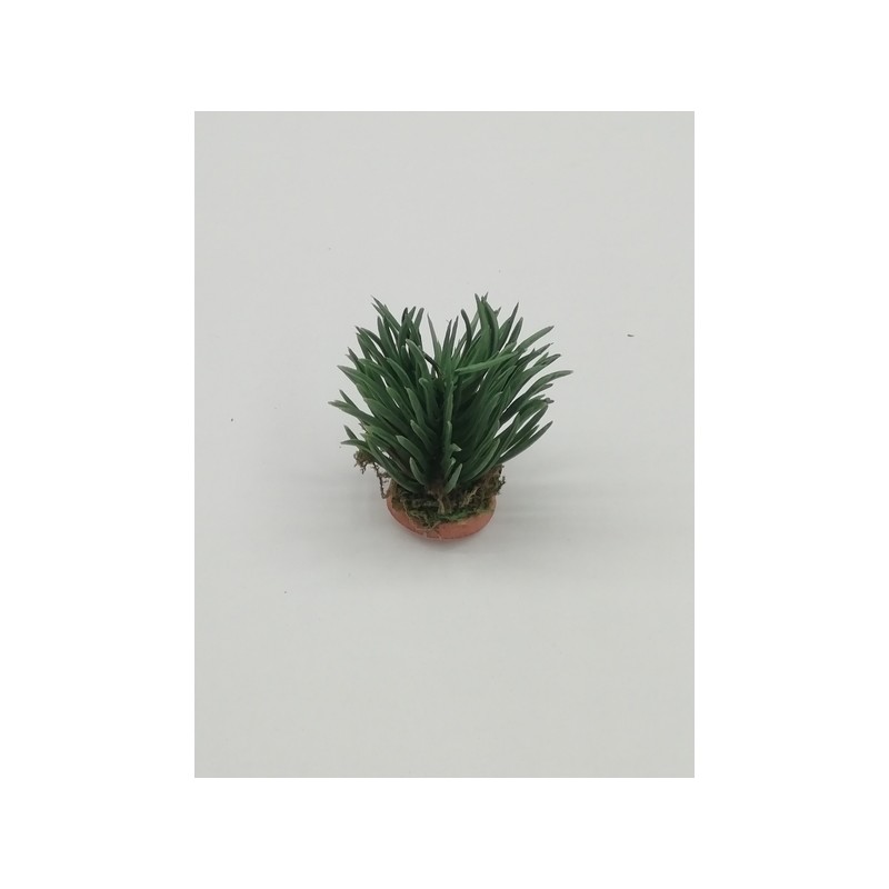 Cespuglio di ginestra