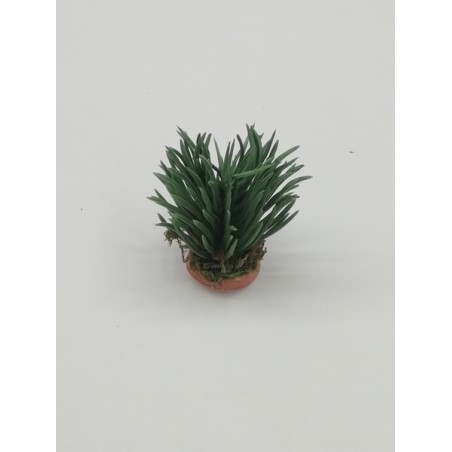 Cespuglio di ginestra